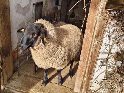 Suffolk Widder aus Herdbuchzucht