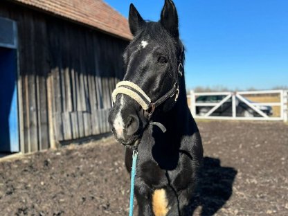 9-jährige Tinker Stute