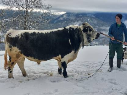 Pustertaler Sprinzen Stier Frenky