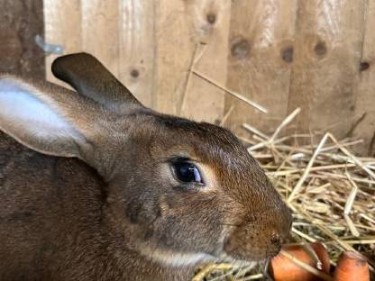 Hasenkaninchen Rammler