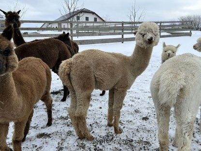 Bild 5:Alpaka Stuten, Jungstute