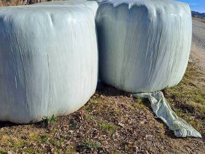 Silageballen