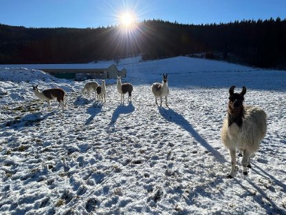 Lama-Herde zu verkaufen