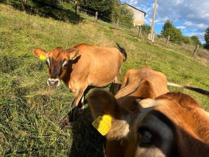 Jersey Kälber und Kalbinnen