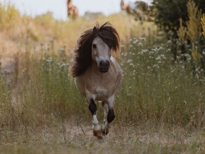 Bild 4:Pachthengst in Sonderfarbe, Mushroomschecke Buckskin, 82 cm