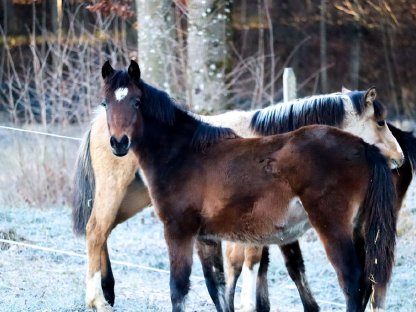 Zwei bezaubernde Reitpony-Jährlinge zu verkaufen