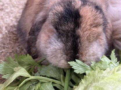 Mini Lop Pärchen