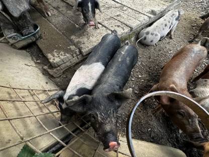 Ferkel Duroc x Schwäbisch-Hällisches Landschwein