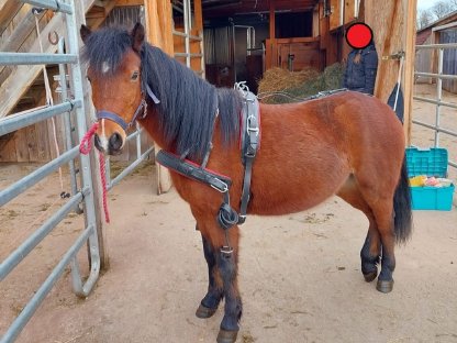 Vielseitiger junger Pony Wallach