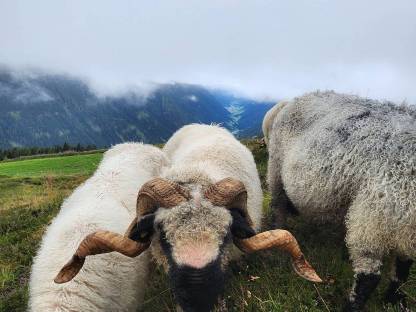 Walliser Schwarznasen