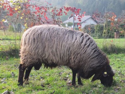 Krainer Steinschaf Widder, BIO