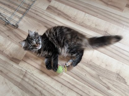 Schlaue, gelehrige Maine Coon Katzen