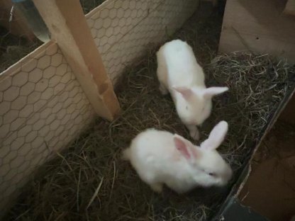 Zwergkaninchen Babys