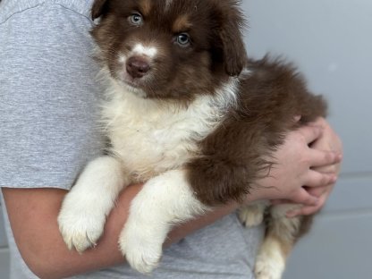 Australian Shepherd mit Ahnentafel