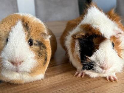 2 weibliche Meerschweinchen