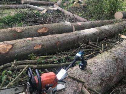 Bild 2:Holzschlägerung/Durchforstung