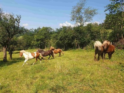 Bild 5:Isländer Jährlingshengste