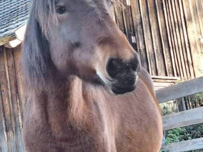 Lucy Lu, 2-jährige Reitpony-Huzulen-Mix Stute