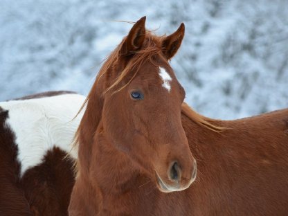 2-jährige Quarter Horse Stute