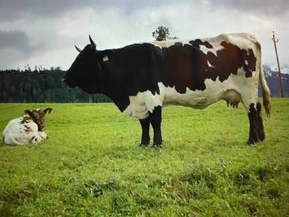 Pustertaler Sprinzen Kuh