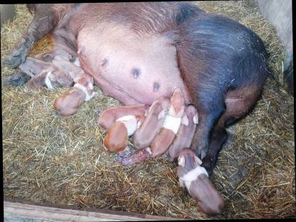 Duroc/Schwäbisch-Hällische Ferkel