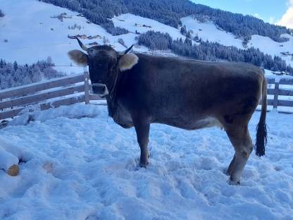 Trächtige Grauvieh-Mutterkuh mit Horn