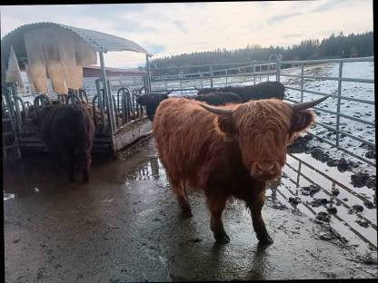 Verkaufe Bio Hochlandrinder Kalbin