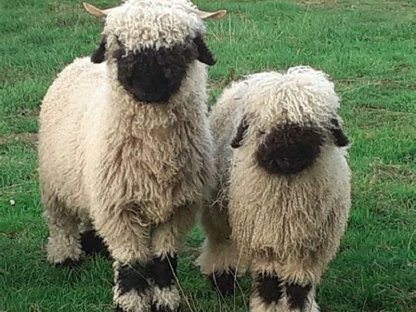 Bild 8:Wiese, Weide, Waldlichtung