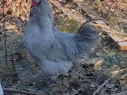 British Lavender Araucana Hahn