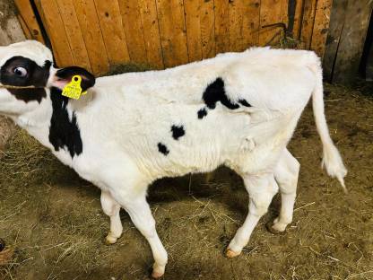 Aufgepasst! Holstein Zuchtstierkalb