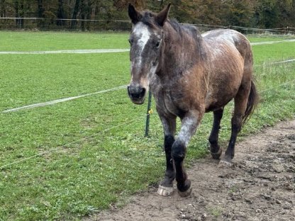 Appaloosa Stute (Platz vor Preis)