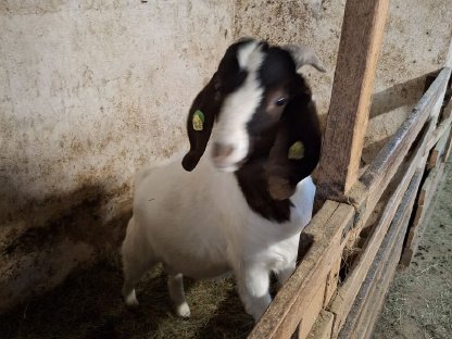 Bio Burenziegen Bock