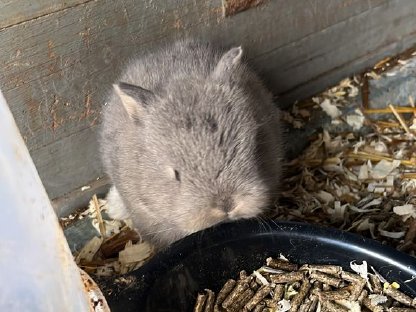 Zwei Zwergkaninchen