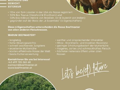 Bild 3:Beefmaster Kalbin zu verkaufen (trächtig)