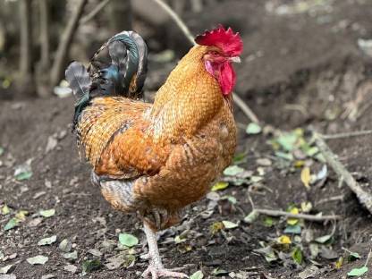 Verschenke unseren Hahn Silvester