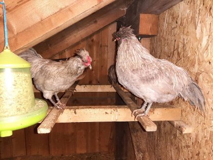 Lavender Araucana Hähne