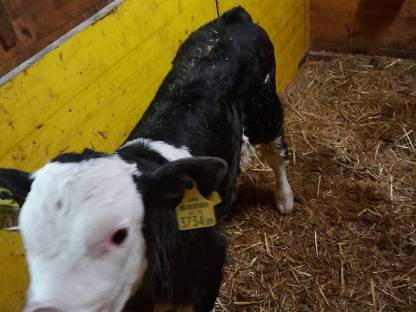 Fleckvieh x Holstein  Stierkalb