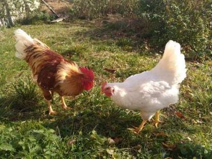 Bild 4:Freiland Eier