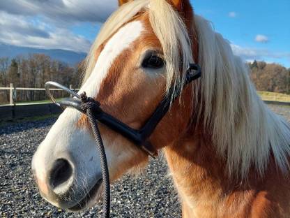 Motivierter Haflinger Wallach