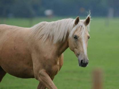 Deutsches Reitpony