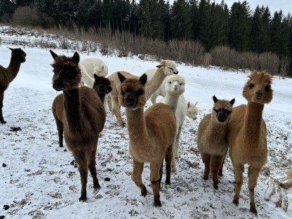 Bild 4:Alpaka Stuten, Jungstute