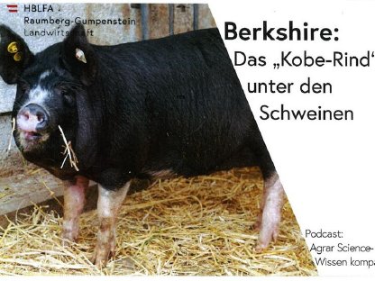 BIO Ferkel - Berkshire x Pietrain