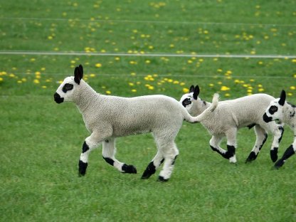 Bild 9:Wiese, Weide, Waldlichtung