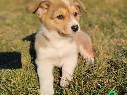 Welsh Corgi Pembroke × Border Collie = Borgi Welpen