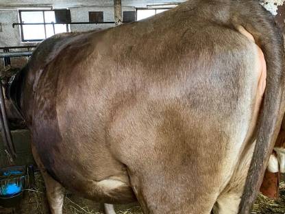 Brown Swiss Kalbin