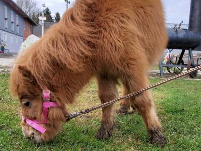 Mini-Shetlandpony