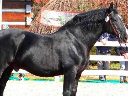 Schwere Warmblut Stute