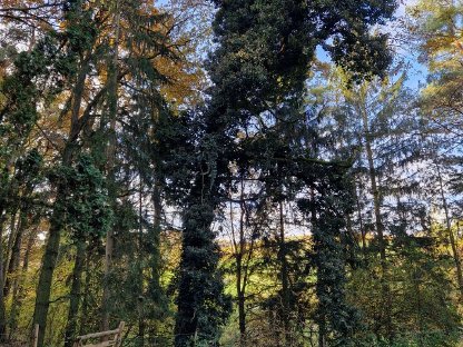 Bild 2:Suche Baumschneider für Walddurchforstung