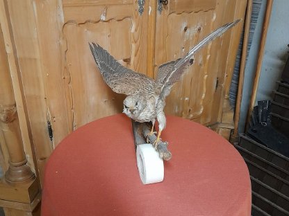Bild 4:Tierpräperate