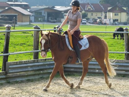 Biete klassisch-akademischen Reitunterricht in Salzburg